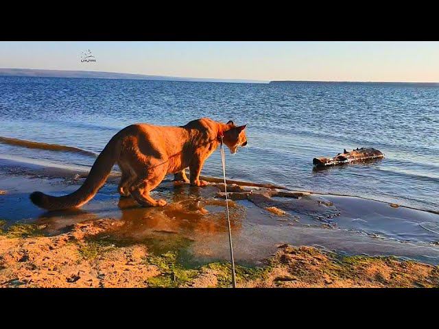 Пума Месси встретил чудище на море! смотреть онлайн