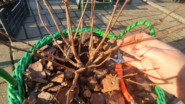 Обрезка Полестар 🌿2 марта 2024 г.