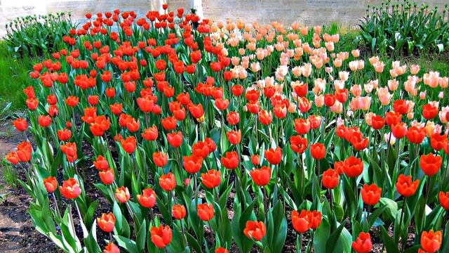 Фестиваль тюльпанов. ЦПКиО на Елагином острове. Санкт-Петербург. Tulips.