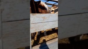 Урус-мартан Чечня рынок продажа  С/Х  Животный