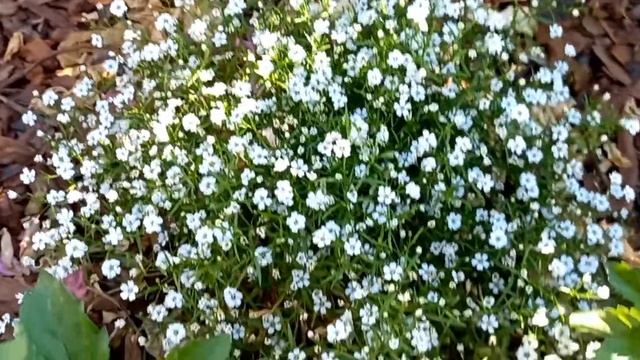 Белый и сиреневый в саду. смотреть онлайн