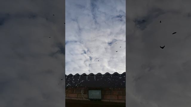 Николаевские голуби 12.01.2022 Ростовская область смотреть онлайн