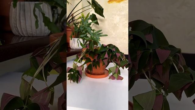 #комнатныерастения #растения #растениядома #оксалис
