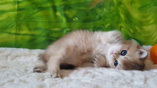 Британский котенок окрас золотой тикированный