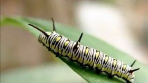 В мире бабочек