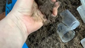 Черенкование хризантем. 100% работает