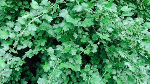 Этот раствор выжжет всех вредителей со смородины и крыжовника, благодаря этому среству