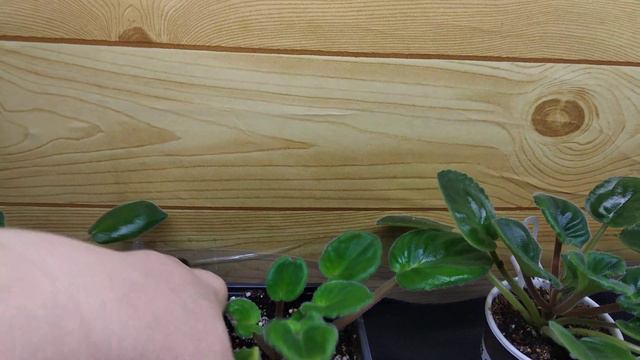 Супер👍👍👍способ мгновенного полива 25 фиалок одновременно!!!! смотреть онлайн