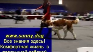 Секреты красивого показа в ринге. Хендлинг в ринге хитрости и важные моменты