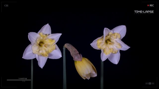 Нарцисс (растение)  Как растет и распускается цветок. Ускоренная съемка Time laps