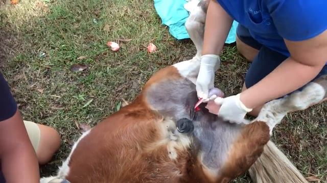 Mini horse castration смотреть онлайн