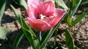 ? Выращивание тюльпанов - уход за тюльпанами в открытом грунте. Коротко о главном!