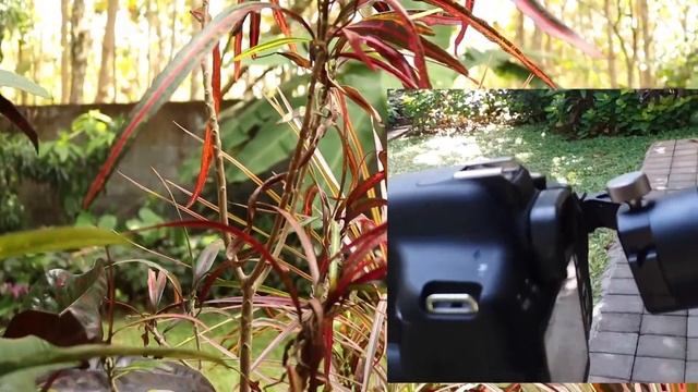 TEST  Zhiyun Crane M with Canon 750D смотреть онлайн