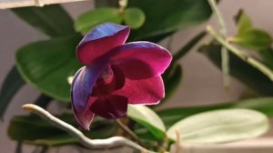 Стелленбош зацвел первым/Орхидея цветет через детку/ Stellenbosch bloomed first/Orchid with 2 babie