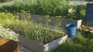 ПЛЮСЫ И МИНУСЫ ВЫСОКИХ ГРЯДОК, ОТЗЫВ 4 ЛЕТНЕГО ИСПОЛЬЗОВАНИЯ