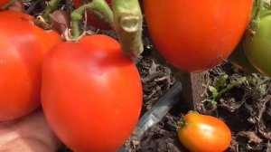 О ТОМАТЕ СИЦИЛИЙСКИЙ ПЕРЧИК -  КОРОТКО . Ольга Чернова.