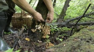 По грибы! А за какими пойти грибами?)) Осенние опята Июль 2019 года.