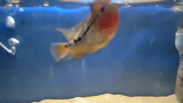 Beautiful FLOWER HORN male #Flowerhornfish смотреть онлайн