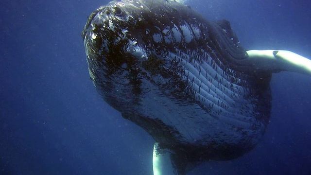 Почему у кита бьет фонтан? смотреть онлайн