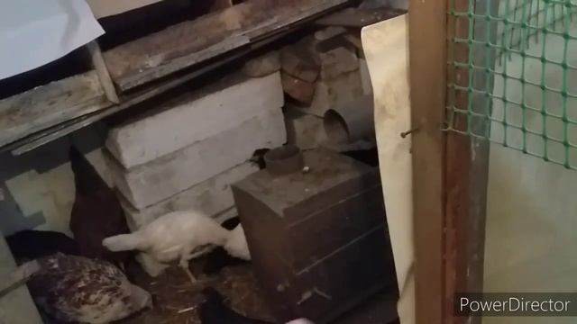 Ждём Яиц//Куры отдельно, Петухи Отдельно!//Сухой,Чистый Курятник//Куры Молодки