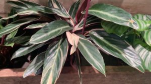 Come Plant Shopping with Me at Three Plant Shops! Big box and local, plus a haul at the end!