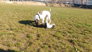 "год через 3 дня мини бультерьер и амстаф"