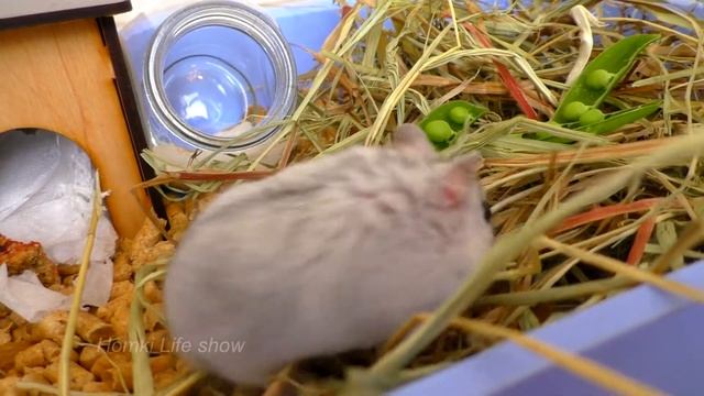 Джунгарик Буся в Траве. Видео с Хомяками. Hamster