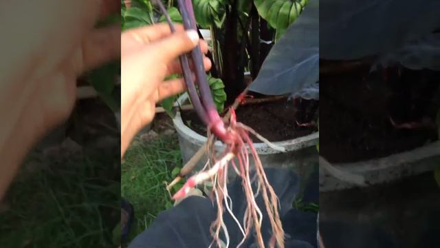 Colocasia Pararoh Mask