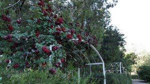 Воронцовский парк Симферополя [4k]