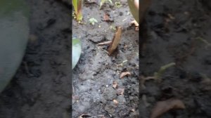 Фикус эластика. Можно ли из одного листа вырастить фикус. Результаты эксперимента.