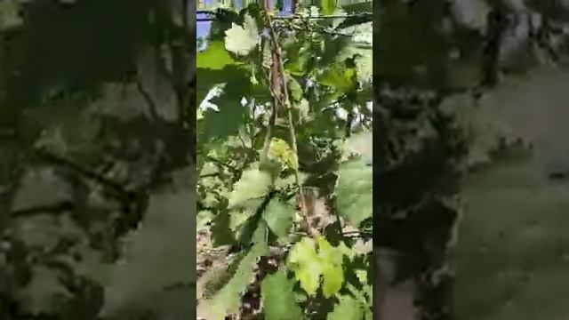 Сорт винограда Байконур смотреть онлайн