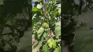 Сорт винограда Байконур