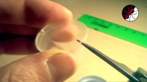 Муравьи и формикарий. Поилка для муравьев за 5 минут