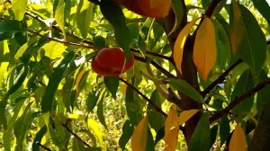 Персик инжирный Свит Ринг