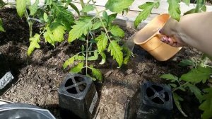 Именно эта ПОДКОРМКА даёт урожай крупных томатов ВО ВРЕМЯ ЦВЕТЕНИЯ. ОБЯЗАТЕЛЬНО ПОПРОБУЙТЕ.