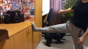 Дрессировка русского спаниеля