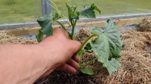 ослепляй огурцы с молоду, что удалить и как? формируем огурцы правильно