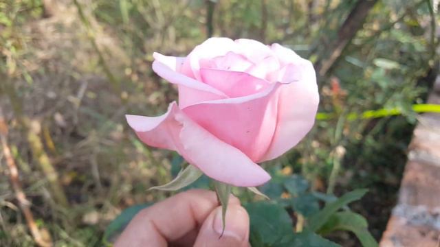 Ana Stephunn de Vidal / Cristel Vidal - rose - rosa - rosier смотреть онлайн