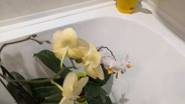 Обработка орхидеек от клеща2-в этот раз"Вертимеком".?❤️ смотреть онлайн