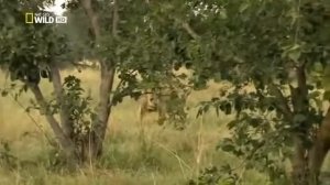 Животный мир | Пустыни и саванны | Материнское чувство | Лев | Хищники | Жизнь в изгнании | Африка