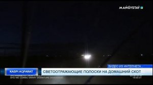 Светоотражающие полоски на домашний скот