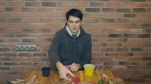 ПЕРЕСАДКА АГЛАОНЕМ