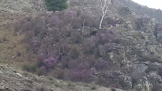 Маральник на Алтае весной зацвёл... Очень красиво... Цветение маральника