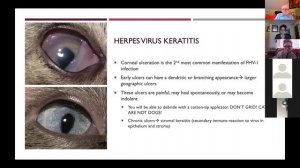 All you need to know about Feline Ophthalmology with Dr. Crystal Boles