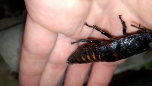 Мадагаскарский шипящий таракан