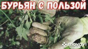 СОРНЯКИ С ПОЛЬЗОЙ. Как применить в хозяйстве.