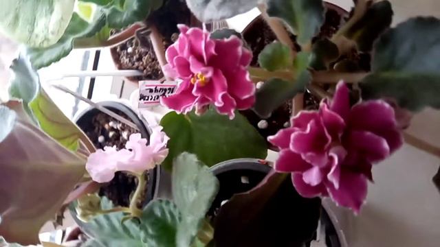 Офигенно красивые цветущие фиалочки смотреть онлайн