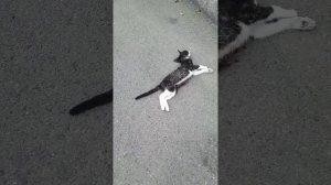 собака загрызла кошку, жесть...🤪🤪😥