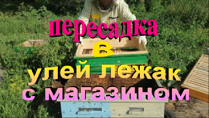 Пересадка пчелосемей в улей лежак с магазином. Внеплановое роение семьи. смотреть онлайн