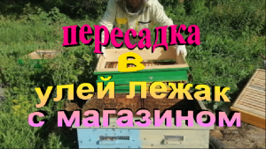 Пересадка пчелосемей в улей лежак с магазином. Внеплановое роение семьи.